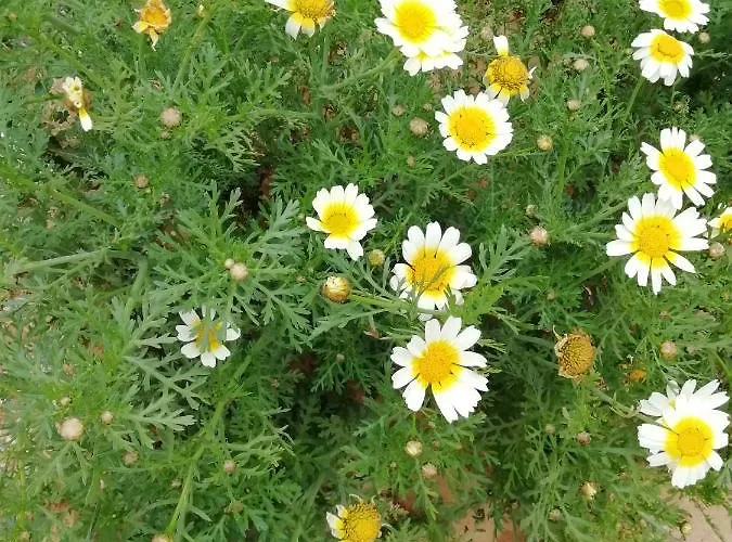 Vau Sea View, T2 Apartment, Close To Beach,ideal For Families