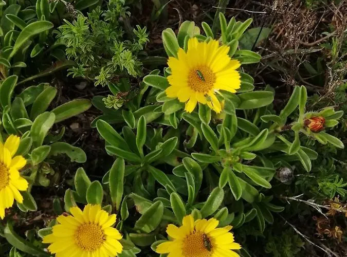 Vau Sea View, T2 Apartment, Close To Beach,ideal For Families Appartement Portimão