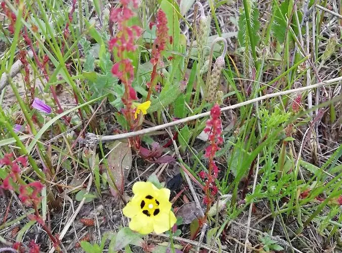 Vau Sea View, T2 Apartment, Close To Beach,ideal For Families * Portimão