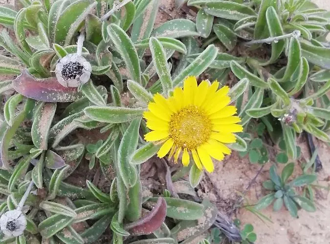 Vau Sea View, T2 Apartment, Close To Beach,ideal For Families * Portimão