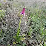 Apartment Vau Sea View, T2 Apartment, Close To Beach,ideal For Families